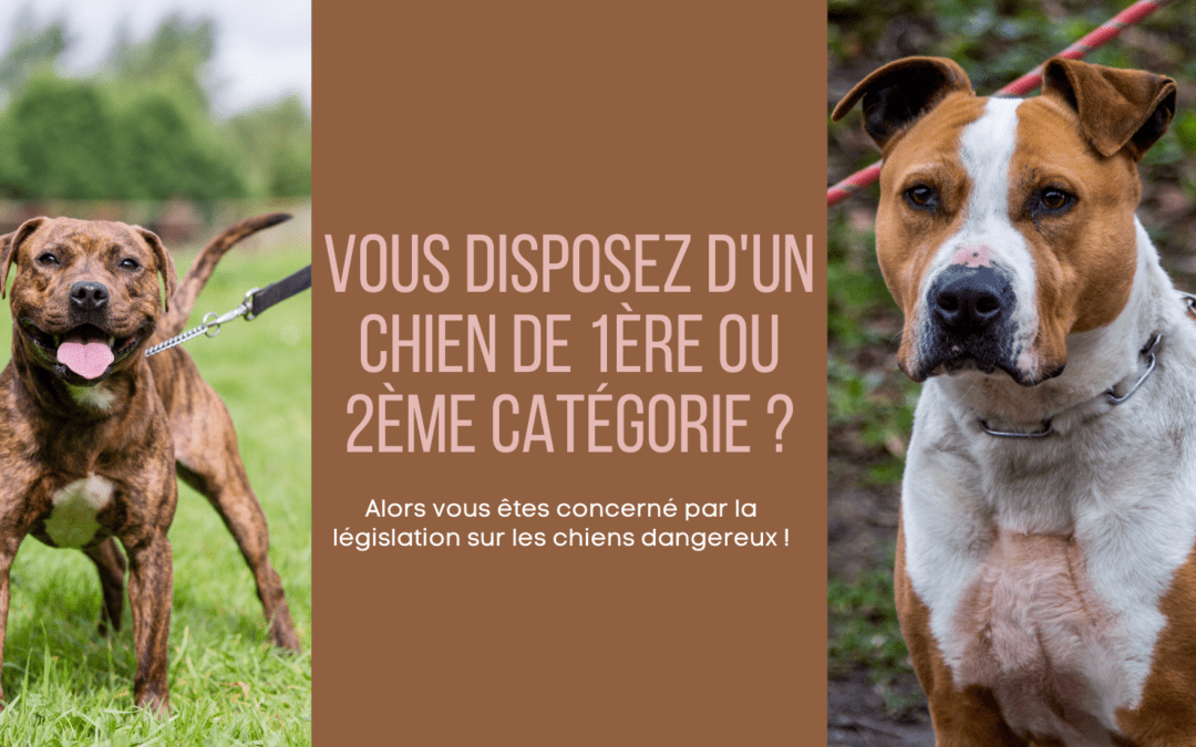 Dossier de demande de délivrance d’un permis de détention d’un chien catégorisé