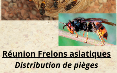 Réunion Frelons asiatiques – distribution de pièges